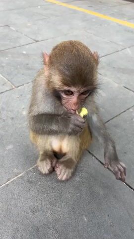 A young monkey with light brown fur sits on a grey tiled surface and eats a piece of yellow food. The monkey's face is turned towards the camera, and it looks up with large, curious eyes. Behind the monkey, a metal fence with green foliage is visible. The monkey briefly stands up and walks away from the camera, turning its head to look back.