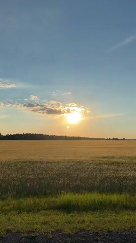 The video shows a wide, golden field of crops, likely wheat or barley, under a clear blue sky with scattered white clouds. The sun is visible, partially obscured by clouds, casting a warm, golden light over the landscape. A line of dark trees forms the horizon in the distance. In the foreground, a strip of green grass and a dark, rough surface, possibly a road or path, are visible. The scene is static, with no people or visible movement other than subtle shifts in light and shadow. The overall impression is one of a tranquil rural landscape at sunset or sunrise.