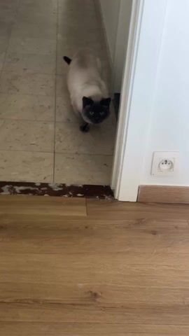The camera shows a Siamese cat crouching on a tiled floor, looking directly towards the camera. The cat is positioned in the doorway between a room with tiled flooring and another with wood flooring. A white door and a wall with a European-style electrical outlet are visible in the room with the wood floor. The edge of the tiled floor shows some damage. The cat is panting with its mouth open.