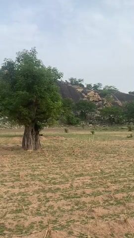 The camera pans across a field with sparse green growth scattered on a sandy surface. A large tree with a thick trunk stands in the foreground. In the background, a rocky hill rises with patches of green vegetation. The sky is overcast.