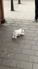 Dog walker spotted with small white dog in Novi Sad