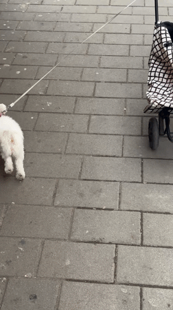 Dog walker spotted with small white dog in Novi Sad