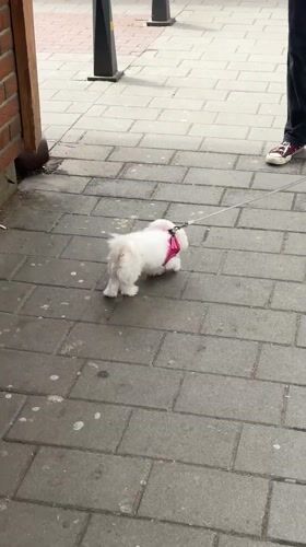 Dog walker spotted with small white dog in Novi Sad