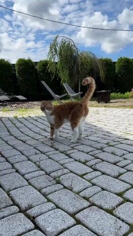 A ginger and white cat walks on a paved patio towards the camera. The cat stops and a hand reaches into the frame to pet the cat's head. The cat appears to lean into the petting. The background shows a green hedge, some chairs, and a blue sky with white clouds.