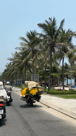 Motorbikes travel palm-lined street in Đà Nẵng, Vietnam