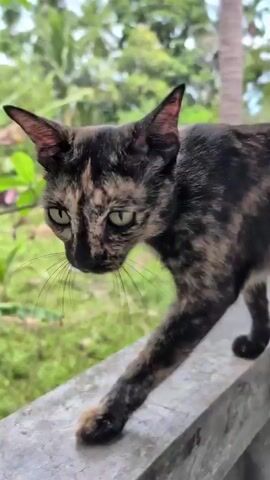 The video shows a tortoiseshell cat walking along a concrete ledge. The cat is looking down and to the left of the frame. The background is a blur of green foliage. The cat has large green eyes and a black and brown coat. The ledge is gray and appears to be slightly weathered.