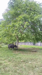 Rural Thailand morning: water buffalo grazing, excavator parked