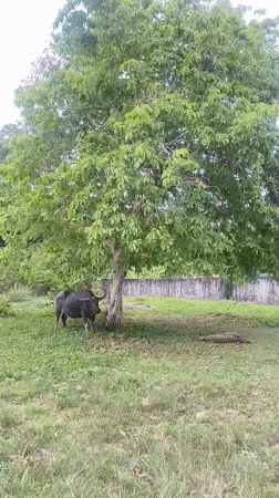 Rural Thailand morning: water buffalo grazing, excavator parked