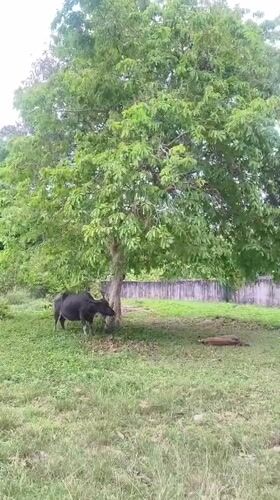 Rural Thailand morning: water buffalo grazing, excavator parked