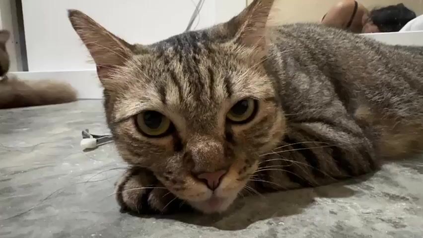 A tabby cat with green eyes lies on a gray concrete floor, resting its head on its paws. Its fur is striped with dark brown and black. The cat's ears are pointed and its whiskers are prominent. In the background, a person with dark hair is lying down on a white surface, partially visible. Other objects in the background are out of focus but appear to be a white wall and some wires.