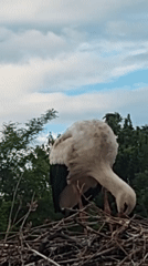 Urban storks nest on city poles, tend chicks