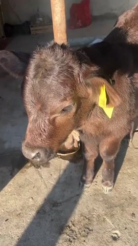 A young, brown calf stands on a concrete surface. A yellow ear tag is visible on its left ear. The calf is mostly in sunlight. A metal pipe is slightly out of focus behind the calf. A red bag sits further back in the shot, slightly out of focus.