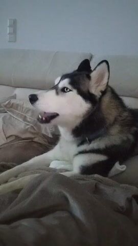 The video shows a husky dog lying on a couch, covered with a gray blanket. The dog is black and white with bright blue eyes. It has its head turned to the side, looking off-camera, and its mouth slightly open. In the background, there is a light gray wall with a light switch. The dog howls.