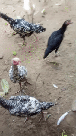 Cempaka, Indonesia