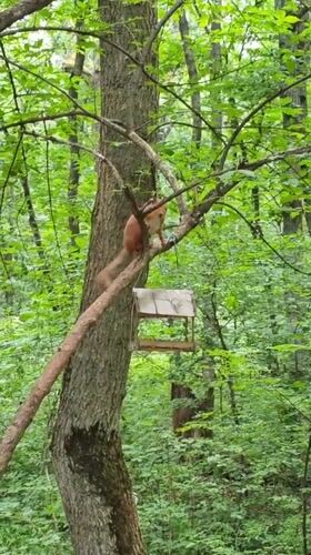 Squirrel hangs around a bird feeder in Pyatigorsk forest