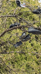Shoes hang from tree branches in Varna park