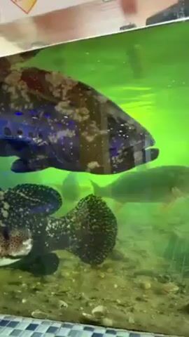 The video shows several fish in an aquarium. The water in the aquarium has a green tint. The largest fish is dark in color with light spots and has a large head. Below it are two more fish with a similar color pattern. Behind those is a fish with a solid, light brown color. The camera is slightly angled upward at the fish in the aquarium.