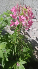 Spider flowers, still water, and a cat in a Bora garden