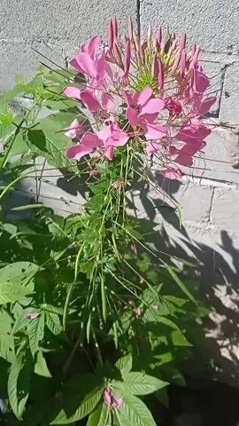 The video shows a close-up view of a pink spider flower plant against a brick wall. The plant has several blooms with delicate, elongated petals and a cluster of unopened buds at the top. Long, thin seed pods hang down from the flowering stems. The leaves of the plant are green and serrated. Sunlight casts shadows from the plant and its leaves onto the textured surface of the brick wall. The overall impression is one of a blooming flower in an outdoor, possibly garden, setting.
