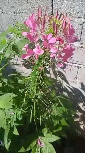 Spider flowers, still water, and a cat in a Bora garden