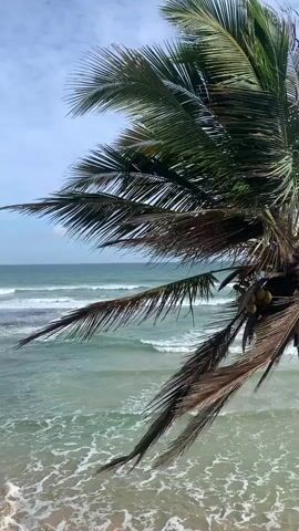 The video captures a view of the ocean from a beach, with a prominent palm tree in the foreground. The palm tree has large fronds, some of which are brown and appear dried or damaged. Several coconuts are visible hanging from the tree. The ocean water is a turquoise color with white waves breaking on the shore. The sky is partly cloudy. The camera is positioned at an angle, looking out over the water and through the palm fronds. The overall impression is a tropical beach scene with the palm tree framing the view of the sea.