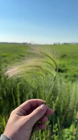 A person's hand holds three foxtail grass stalks in the foreground. The grass is green and feathery. In the background, a vast, green field stretches to the horizon under a clear blue sky. The sun is visible in the upper left quadrant of the frame, creating a bright spot in the sky.
