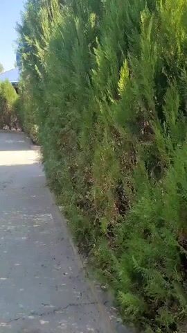 The video shows a hedge of green coniferous trees alongside a concrete pathway. The trees are tall and dense, forming a natural barrier. The pathway appears to be made of gray concrete and has a rough texture. In the background, there are glimpses of buildings and a clear blue sky. The lighting suggests it is daytime, possibly late morning or early afternoon. There are no people or animals visible in the frame, and no actions or interactions are taking place. The scene is static and focuses on the vegetation and the pathway.