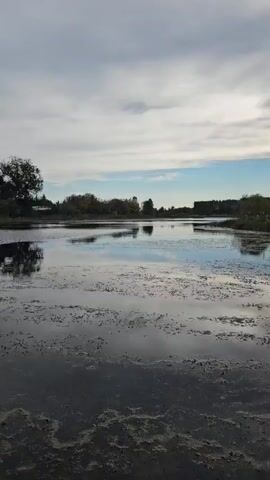 The video pans across a calm body of water covered in algae and aquatic plants. Reflections of the overcast sky and trees on the far bank are visible on the water's surface. In the distance, houses and trees line the shore. A fishing rod is visible in the lower right quadrant of the frame in the second clip.