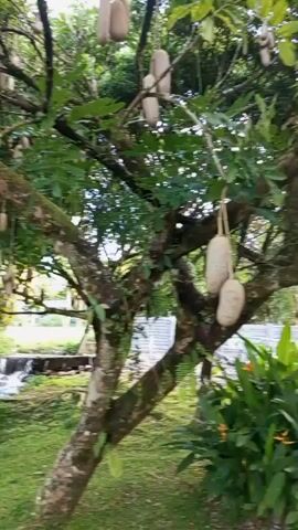 The video pans across a tree with numerous large, elongated, sausage-shaped fruits hanging from its branches. The tree is situated in a lush, green environment with a small, rocky stream flowing in the background. The water in the stream appears to be moving and cascading over rocks. The foliage of the tree and surrounding vegetation is dense and verdant. The overall scene suggests a tropical or subtropical setting.