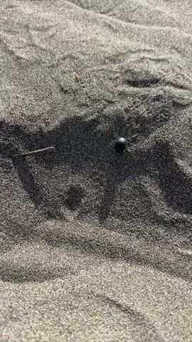 The camera is held over a stretch of dark gray sand. A small black, round object rests on the sand. A twig lies near the object. The camera slightly shakes.