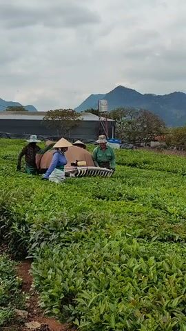The video shows three people harvesting tea leaves in a field. Two people wear conical hats, while the third wears a wide-brimmed hat. One of the people is using a mechanized harvester to cut the tea leaves, while the other two are gathering the leaves. The tea field is surrounded by mountains and trees, and there is a building in the background. The sky is cloudy.