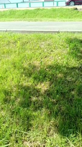 A low-angle shot of a grassy area shows a road in the background. A dark red minivan drives on the road from left to right. The sky is bright and cloudy.
