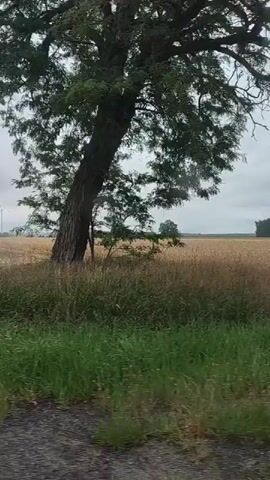 The video captures a rural landscape under an overcast sky. The primary subjects are agricultural fields, with a harvested, stubbled field dominating the middle ground, and a strip of vibrant green grass along the foreground. In the distance, a line of wind turbines is visible, suggesting a location with renewable energy infrastructure. A solitary, mature tree stands out on the right side of the frame, its branches extending into the cloudy sky. The scene is likely set in the late afternoon or early evening, given the diffused light. The weather appears to be cloudy or possibly a light rain, creating a muted color palette. The overall atmosphere is tranquil and expansive, conveying a sense of open space and the quiet rhythm of rural life. No people are visible in the frame. No text is present. The location context provided is Boleszkowice, Poland.