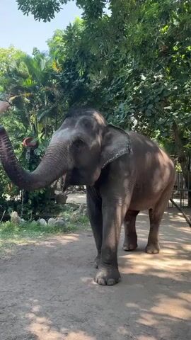 A large elephant stands on a dirt path under a canopy of green trees. The elephant's trunk is raised, reaching towards the left side of the frame, where a hand is visible, presumably offering food. The elephant's mouth is open as if it is about to eat or has just eaten. The environment appears to be an outdoor enclosure, possibly a sanctuary or zoo, with lush vegetation and some rocks visible in the background. Sunlight filters through the leaves, creating dappled shadows on the ground. The elephant is facing the viewer, with its body angled slightly to the right.
