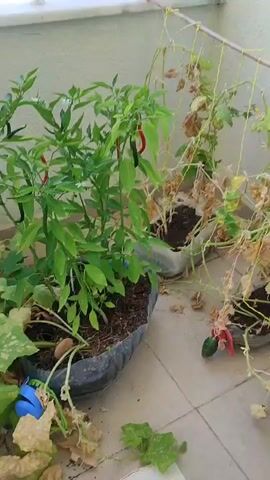 The video shows a balcony garden with several plants. In the center, a chili plant with green and red chilies is growing in a large black planter. To the left of the chili plant, there are large green leaves of what appear to be a zucchini or cucumber plant. To the right of the chili plant, another plant with dry, yellowing leaves is visible, supported by stakes and string. This plant also has some green leaves and appears to be a vine, possibly another cucumber or squash plant, with a few small green fruits visible. The ground is tiled. A blue plastic object, possibly a toy or garden tool, is partially visible near the base of the zucchini/cucumber plant.