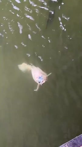 A large, light-colored koi fish swims in murky, greenish water. The fish has blue markings on its face and appears to be facing the camera. The surface of the water is disturbed with ripples, and some white foamy debris is visible. The shot is from above, looking down into the water.