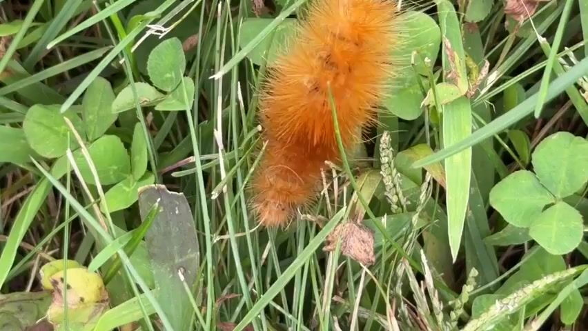 The video shows a close-up view of an orange, fuzzy caterpillar crawling through green grass and clover. The caterpillar moves from left to right across the frame.