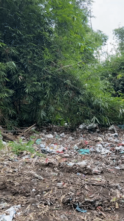 Witness documents citrus orchards and waste-littered field in Kintamani