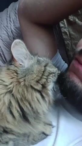 A close-up video shows a fluffy, long-haired tabby cat, likely a Maine Coon, rubbing its head and face affectionately against a person's beard. The cat's fur is a blend of light brown, grey, and cream, with distinct tabby markings. Only a portion of the person's face, featuring a dark beard, and a bare arm are visible. The person appears to be lying down, possibly on a bed or sofa, with light-colored bedding and another darker textured fabric in the background. The interaction suggests a moment of affection and bonding between the cat and its owner. The scene takes place indoors in Timokhovo, Russia. No text is visible.