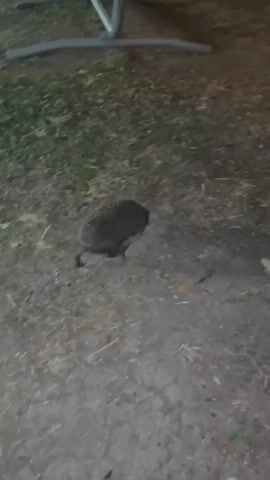 A hedgehog walks across a patch of dry grass and dirt. It is moving from left to right in the frame. There is a metal structure in the upper left corner and a wooden post with a tree branch in the upper right corner. The ground is covered in fallen leaves and twigs. The lighting suggests it is dusk or night.