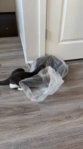 A tuxedo cat with dark gray and white fur plays with a crinkly plastic bag on a wooden floor. The cat is positioned in the center of the frame, batting at the bag with its paws. The bag is large and translucent, creating a rustling sound as the cat interacts with it. The scene appears to be indoors, with a white door and a cream-colored wall visible in the background. A slight shadow is cast on the floor, suggesting it might be daytime. The cat seems playful and engaged with the toy. No text is visible in the media file. The location context provided is Fife, United States of America.