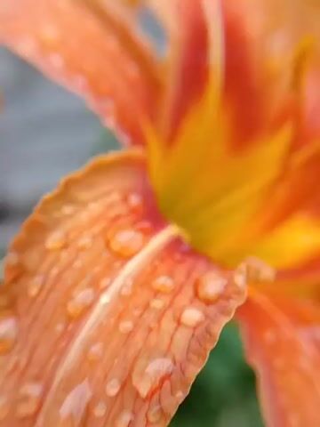 A close-up macro shot of an orange lily petal covered in water droplets. The focus is sharp on the petal and the droplets, while the rest of the flower and the background are blurred. The lighting is soft and natural, highlighting the texture of the petal and the spherical shapes of the water droplets.