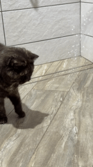 Cat attempts to catch shower water in Chaikovsky bathroom