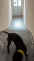 Dogs spotted around urban areas in Varna, Bulgaria