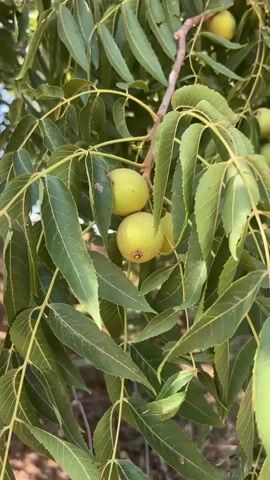 The video shows a close-up view of a tree branch laden with green fruits and long, serrated leaves. The fruits are round and light green, appearing to be unripe nuts. Sunlight filters through the leaves, creating a dappled effect. The branch is rough and brown, with smaller twigs extending from it. In the background, more foliage and branches are visible, suggesting a dense canopy. The overall impression is of a natural, outdoor setting, likely a garden or forest.