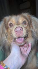 Hand touches mouth of upward-looking light brown dog
