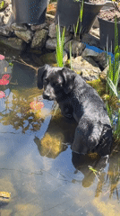 Dog swims in lily pond during morning outing in Donskoye