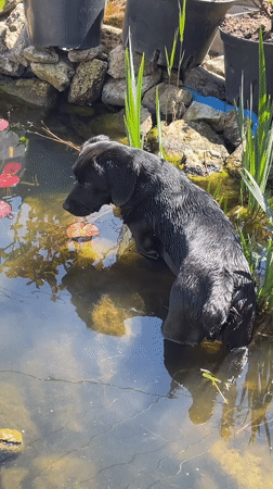 Dog swims in lily pond during morning outing in Donskoye