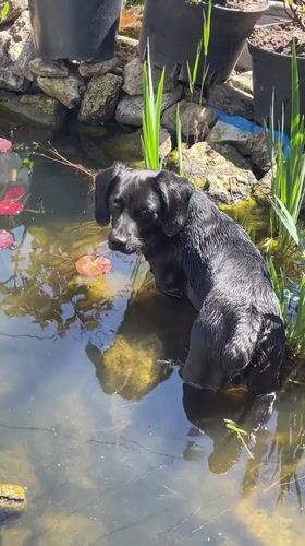 Dog swims in lily pond during morning outing in Donskoye
