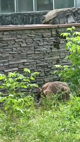 The video shows two wallabies in a grassy area in front of a stone wall. The wallabies are brown and appear to be foraging in the grass. The wall at the back of the scene is made of rough-hewn stones stacked in a somewhat irregular pattern. Above the stone wall, there is a structure with large windows. Lush green foliage is visible on the right side of the frame and surrounding the wallabies. The lighting suggests an overcast day.